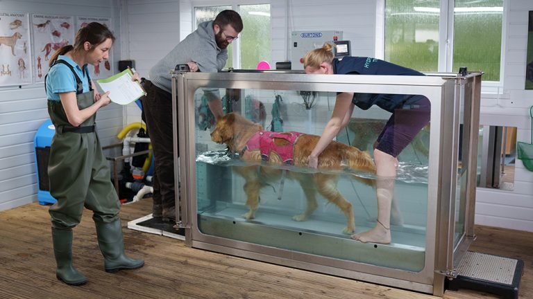 Image of dog in treadmill with hydrotherapists providing treatment